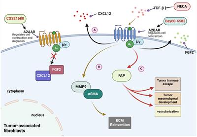 Unlocking the <mark class="highlighted">adenosine receptor</mark> mechanism of the tumour immune microenvironment